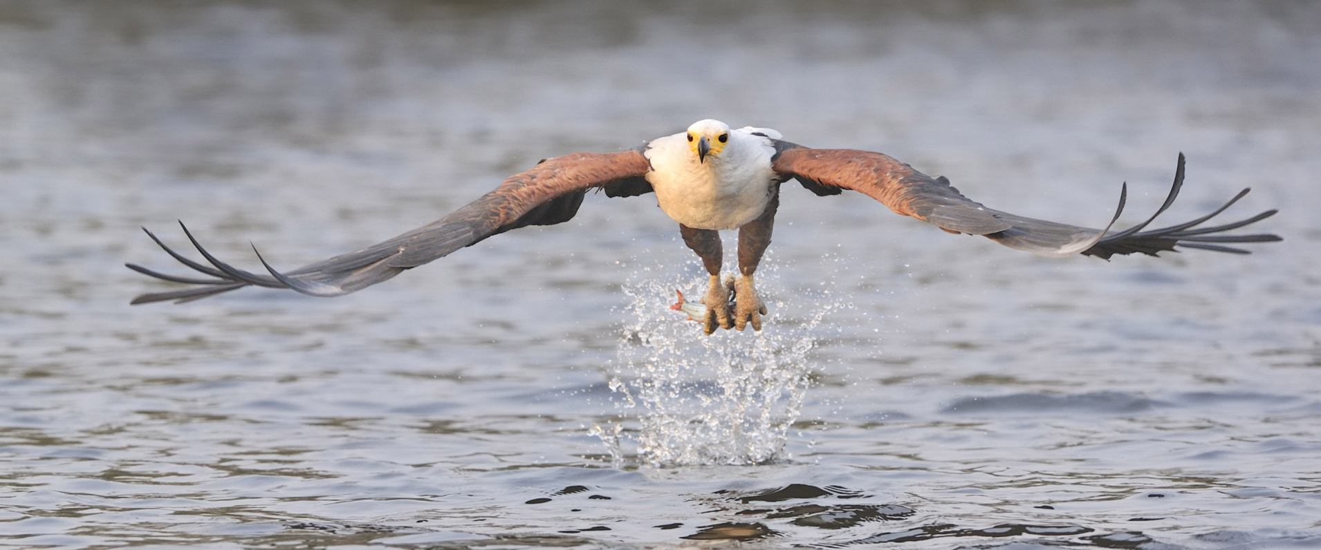 Witness the majestic African fish eagle triumphantly capturing its prey at Sabi Sabi.