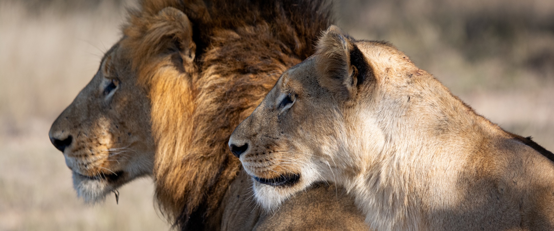 Week In The Bush 463 Sp Gijima