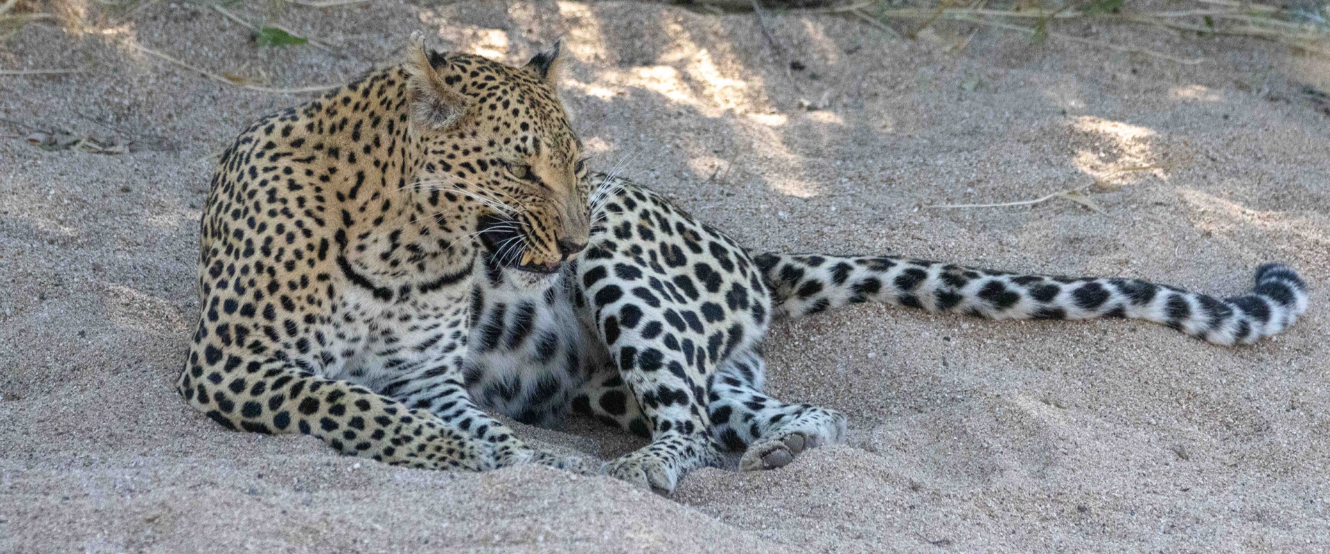 Sabi Sabi Ronald Mutero Banner