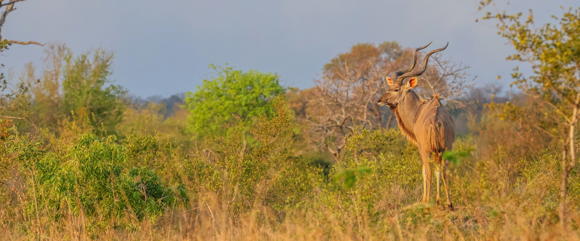 Sabi Sabi Ruan Mey Banner