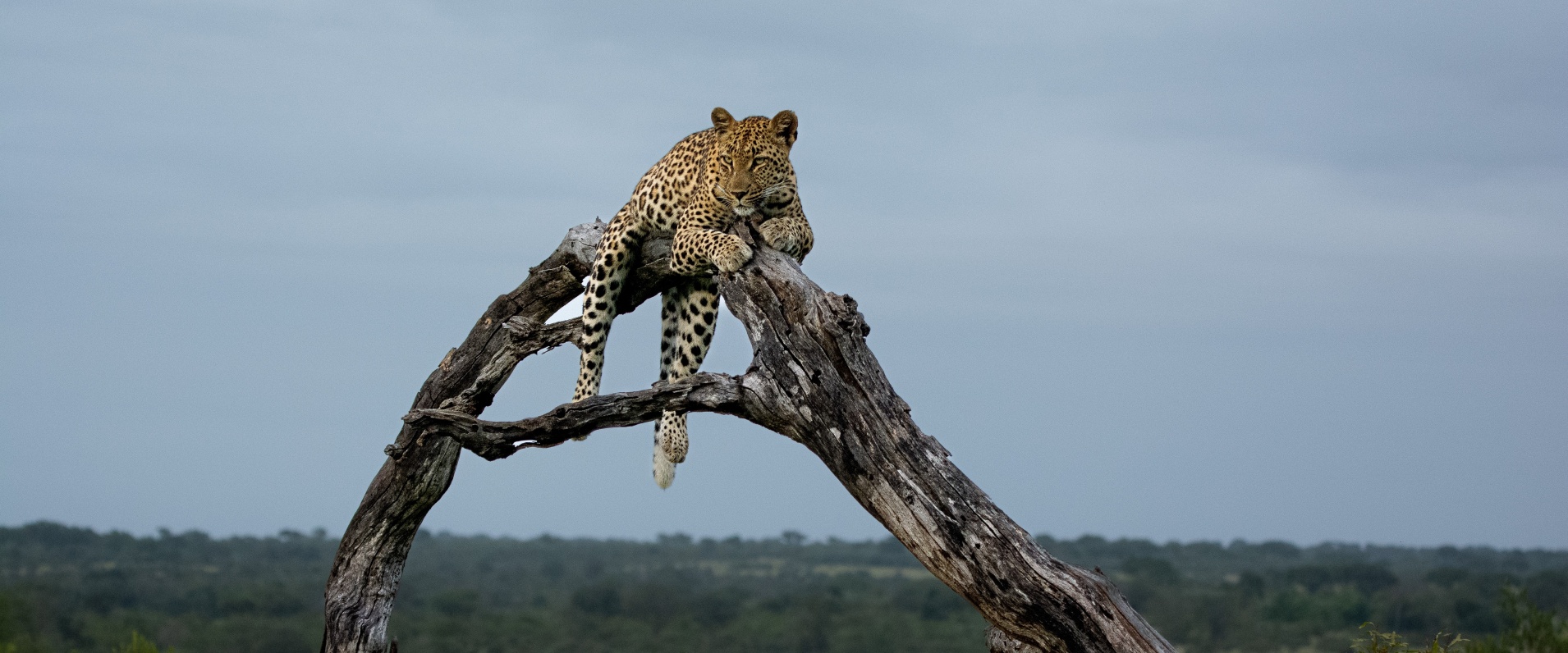 Ronald Mutero Golonyi Banner
