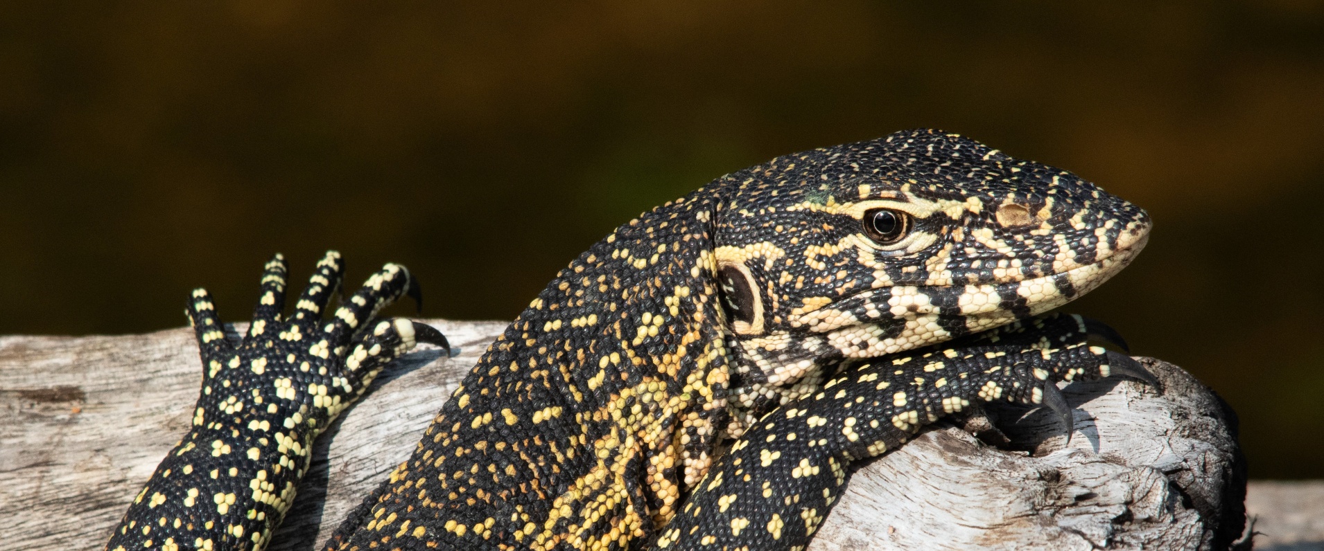 Jason Street Monitor Lizard Banner Jason Street Monitor Lizard Banner