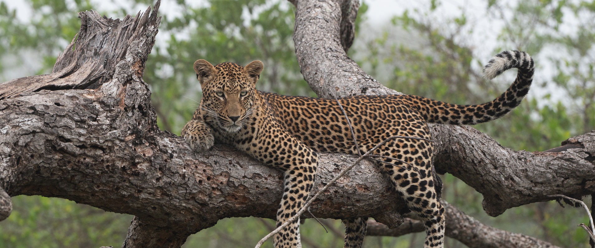 Sabi Sabi Viviane Ladner Banner