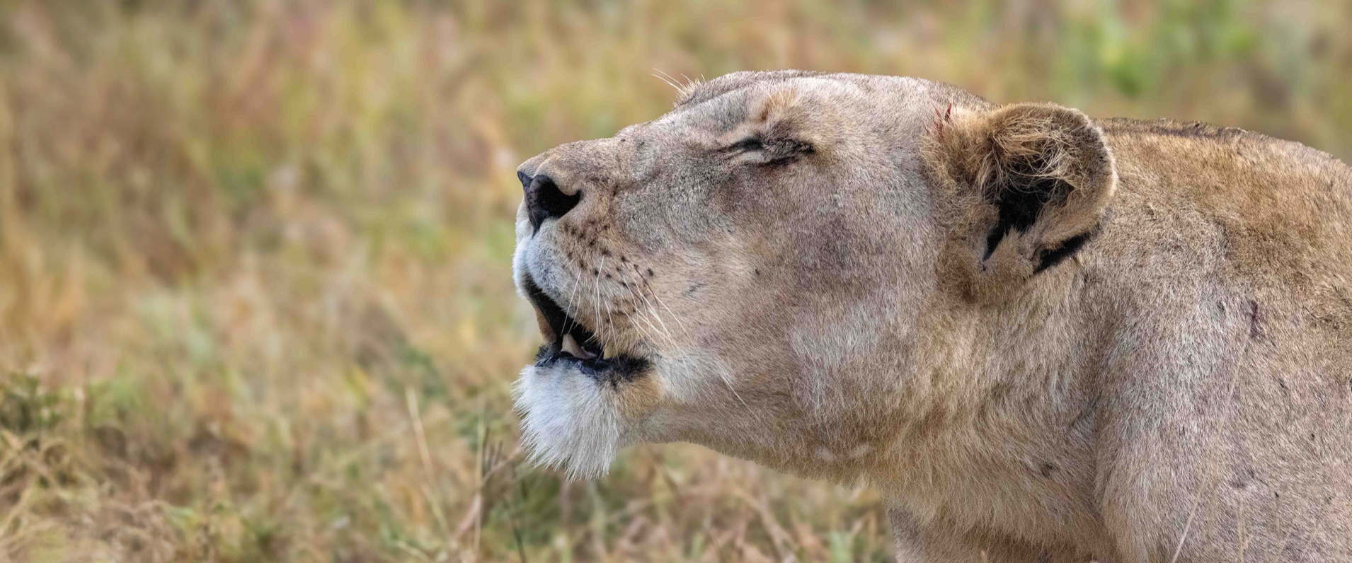 Sabi Sabi Ronald Mutero Banner 01