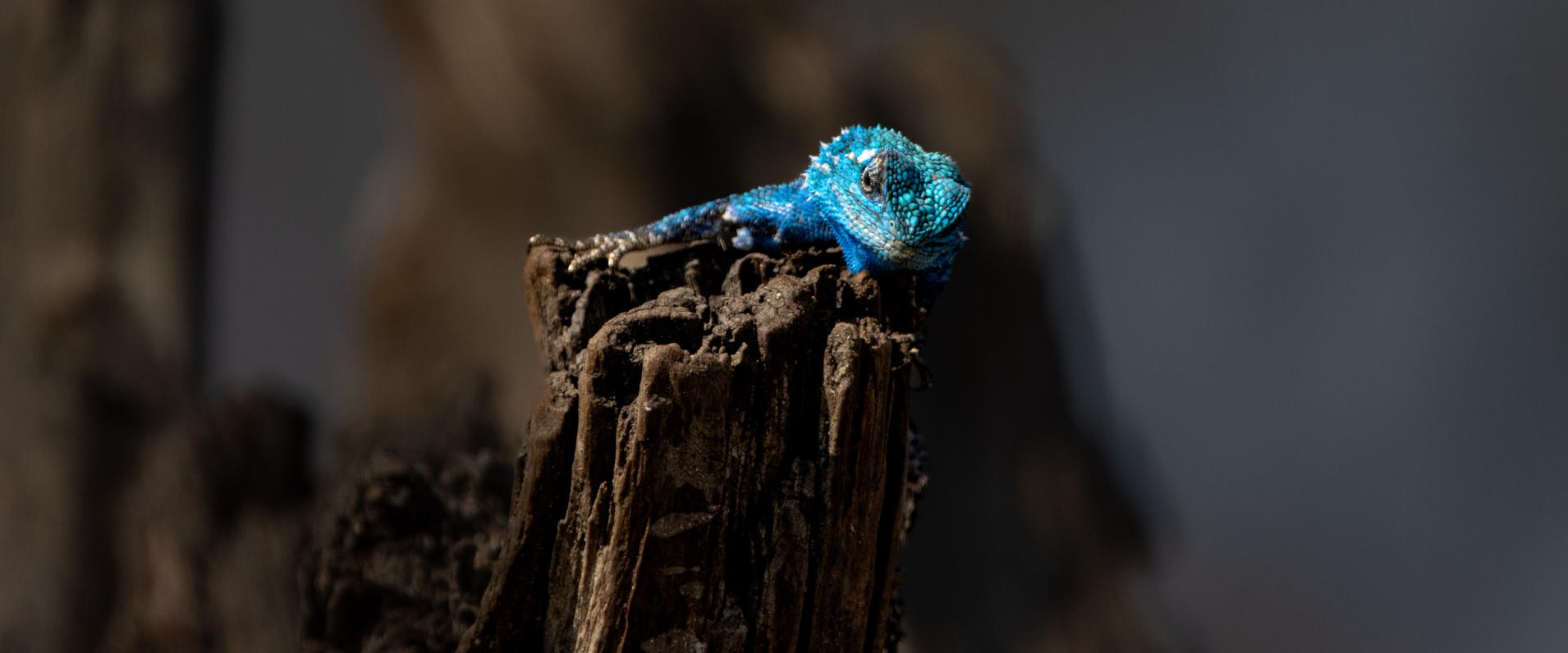 A Tree agama basking on the trunk of a tree