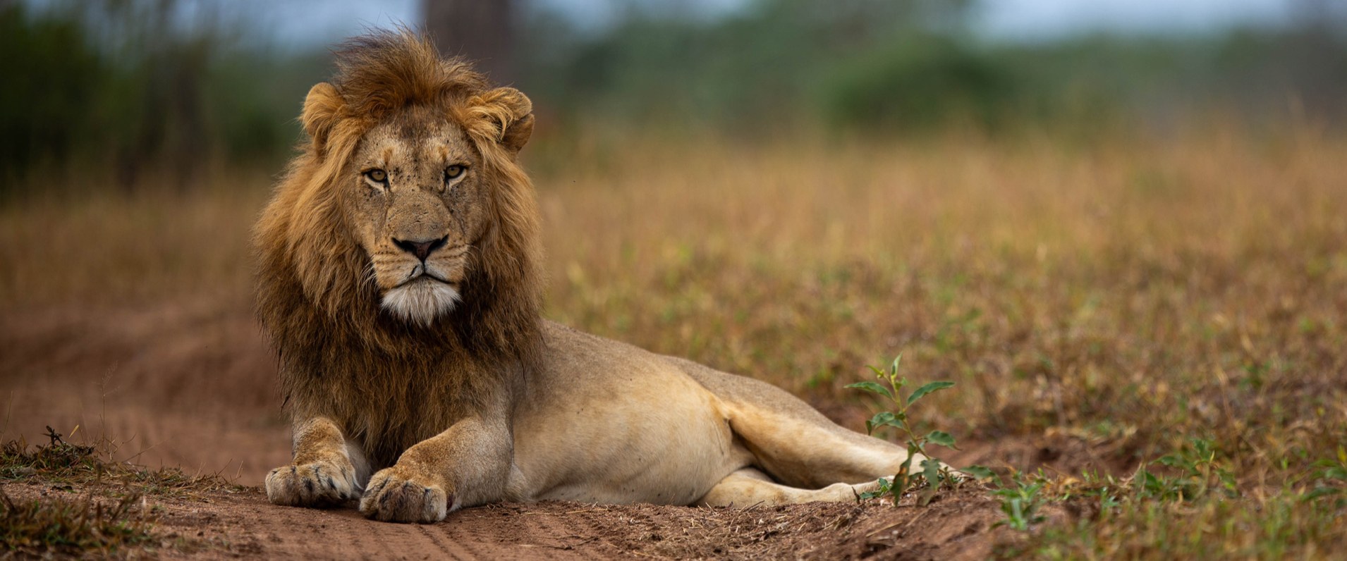 Sabi Sabi Josh Duffus Banner