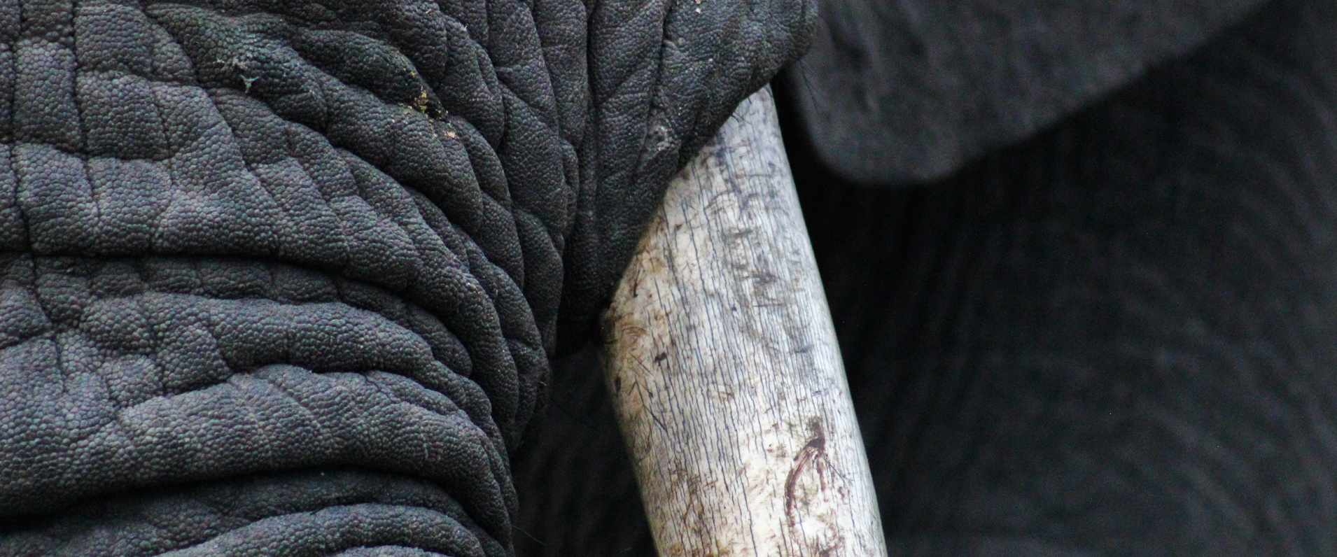 Pharyngeal pouches in Elephants by Ruan Mey