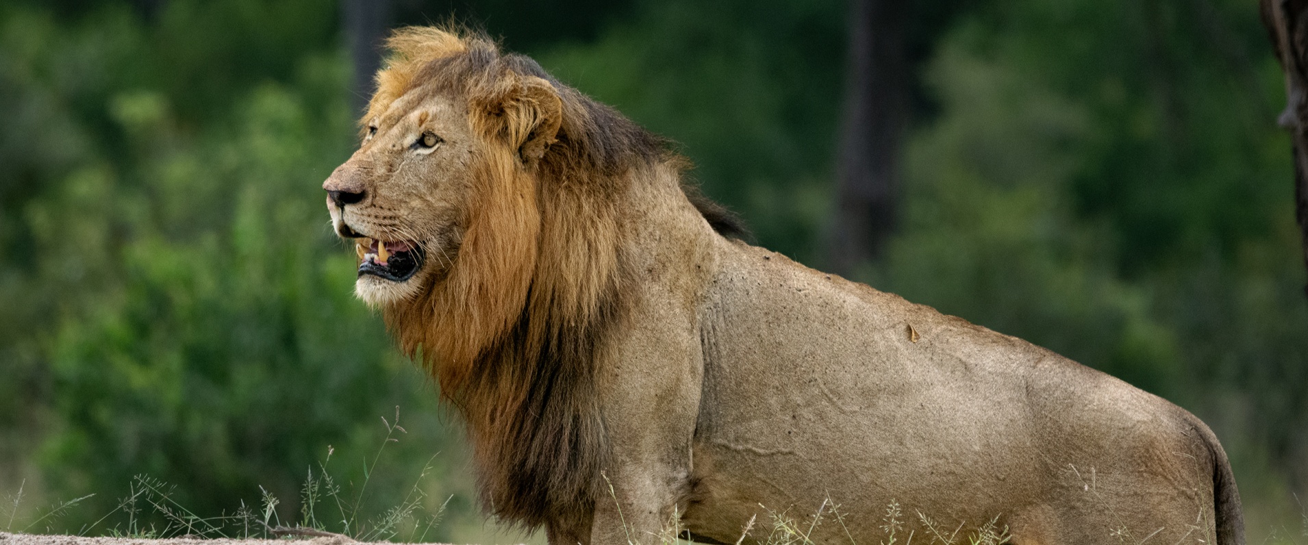 When A Lion Pride Has A Guardian Sabi Sabi Blog