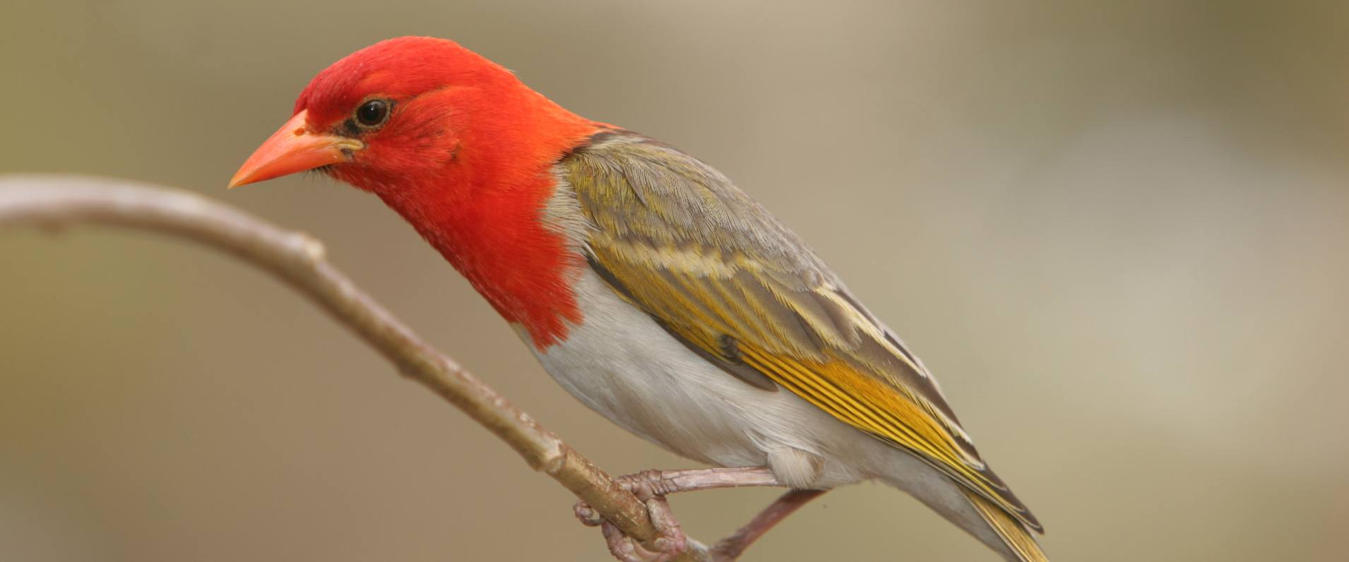 Red-headed weaver perched, a burst of color in nature.