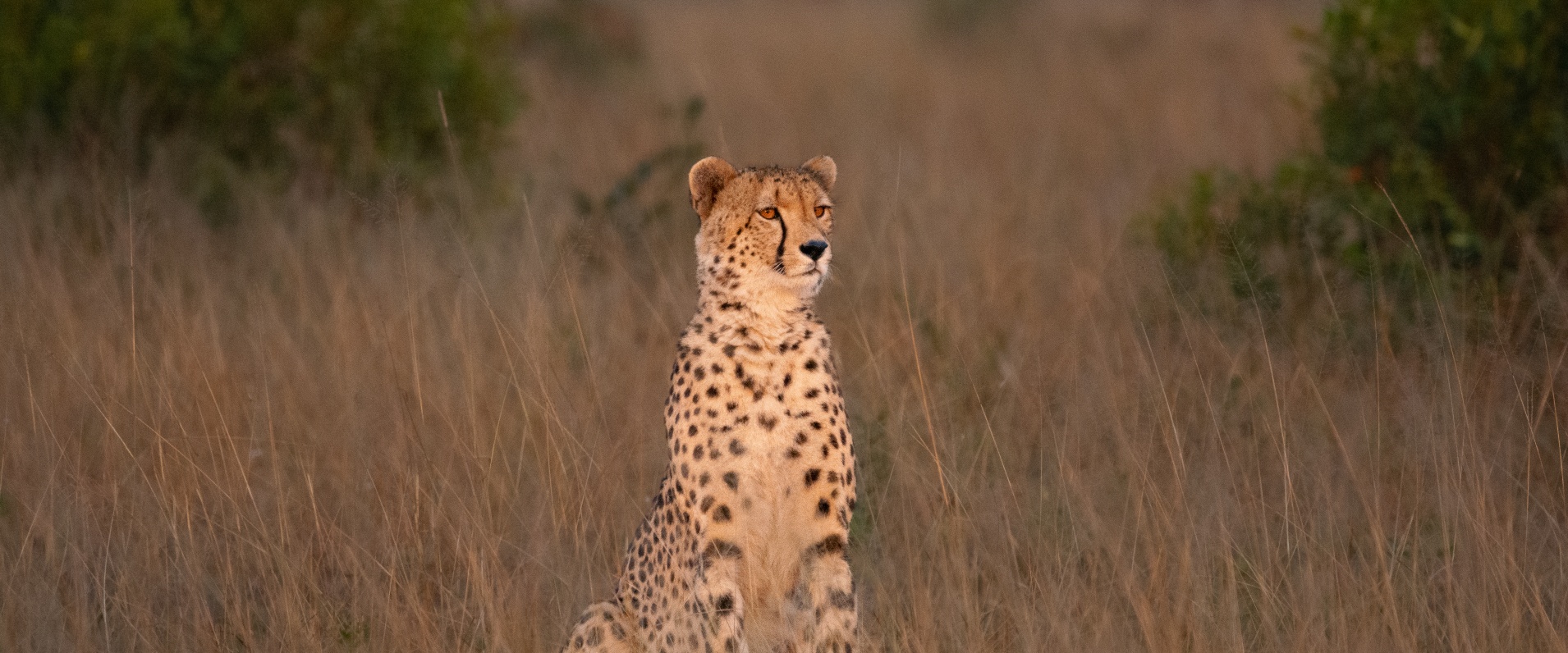 Guests were delighted to witness a charismatic cheetah in tall grass