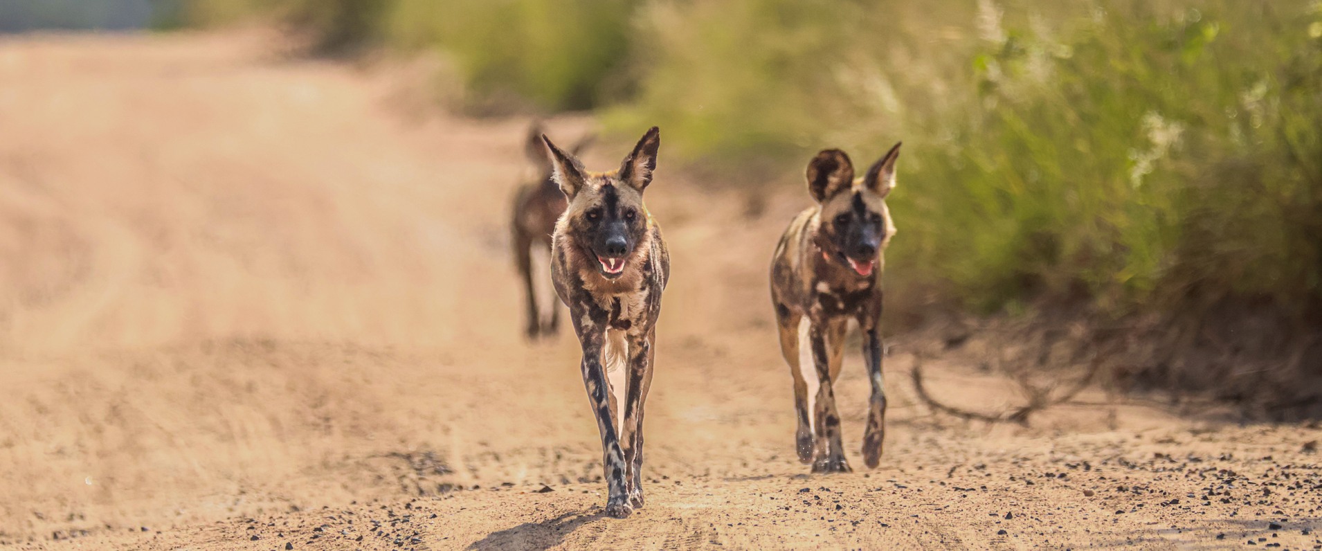 A Week in the Bush Vol. 491