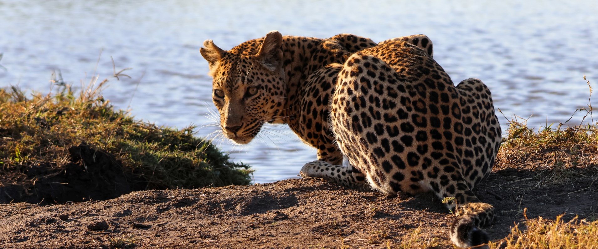 Sabi Sabi Ruan Mey Banner