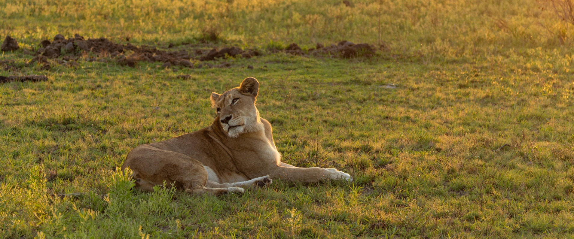 Sabi Sabi Benjamin Loon Banner