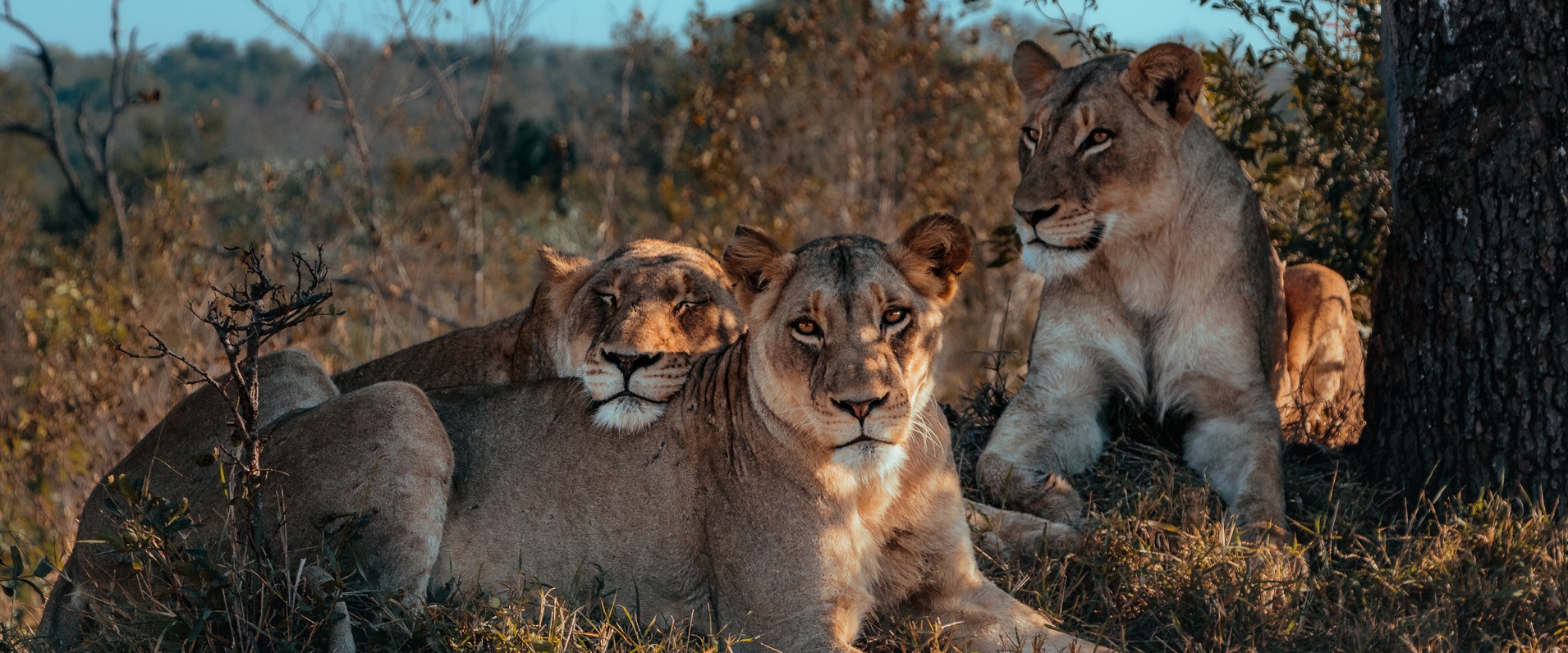 Big Cat or 'Big Cat'? by Devon Jansen