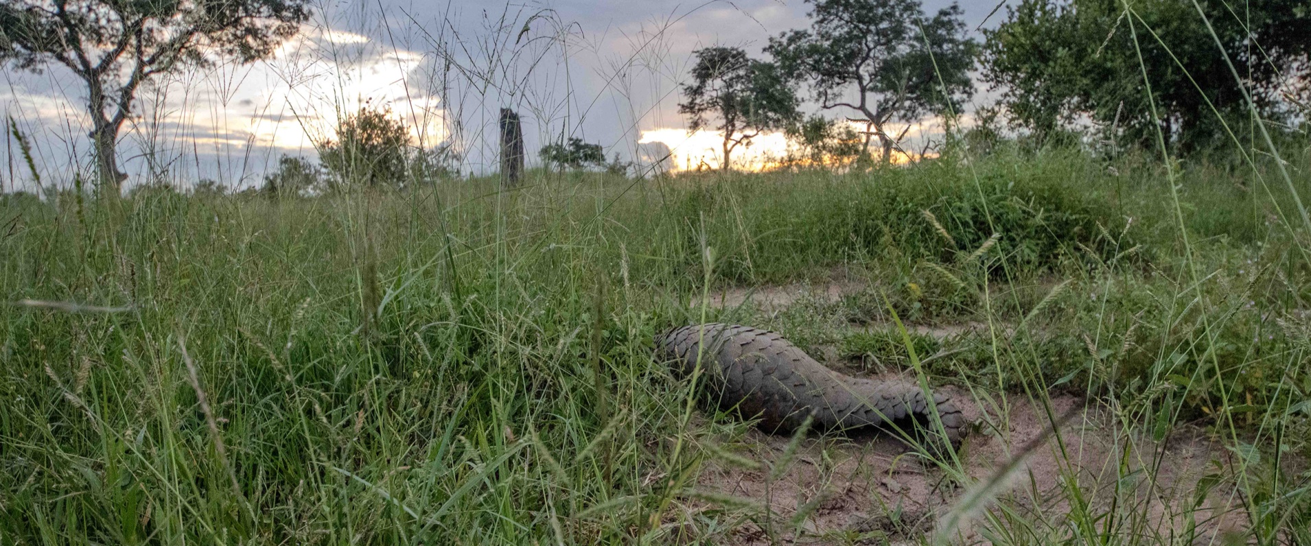 Sabi Sabi Ronald Mutero Banner 1570