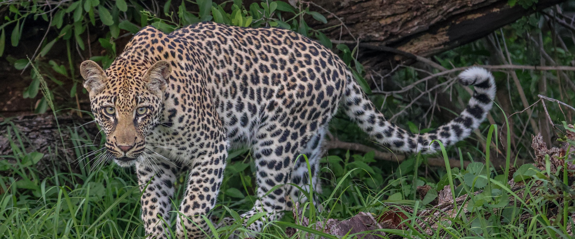 Tracking on Foot by Ruan Mey