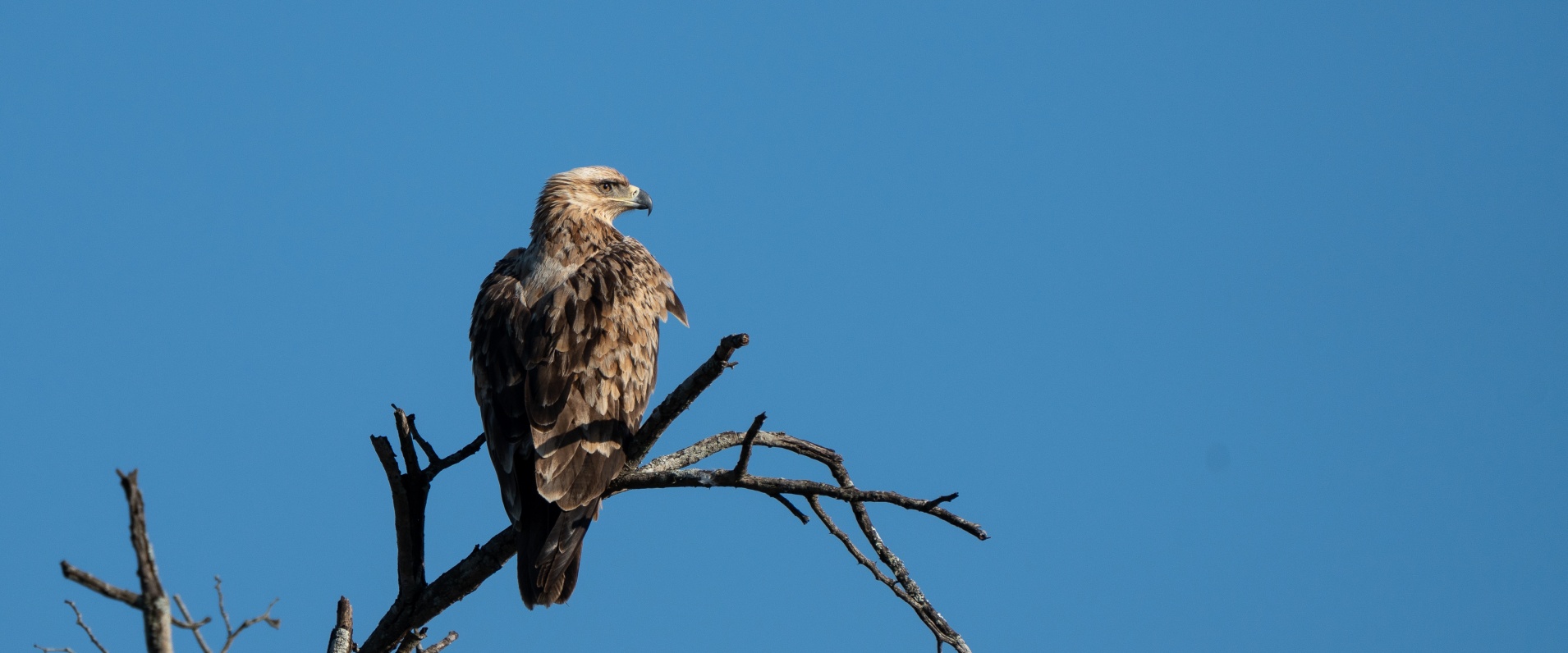 A stunning Tawny Eagle perches on the branch of a dead tree.
