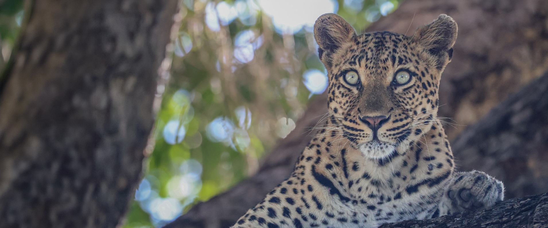 Golonyi leopard resting on a tree branch