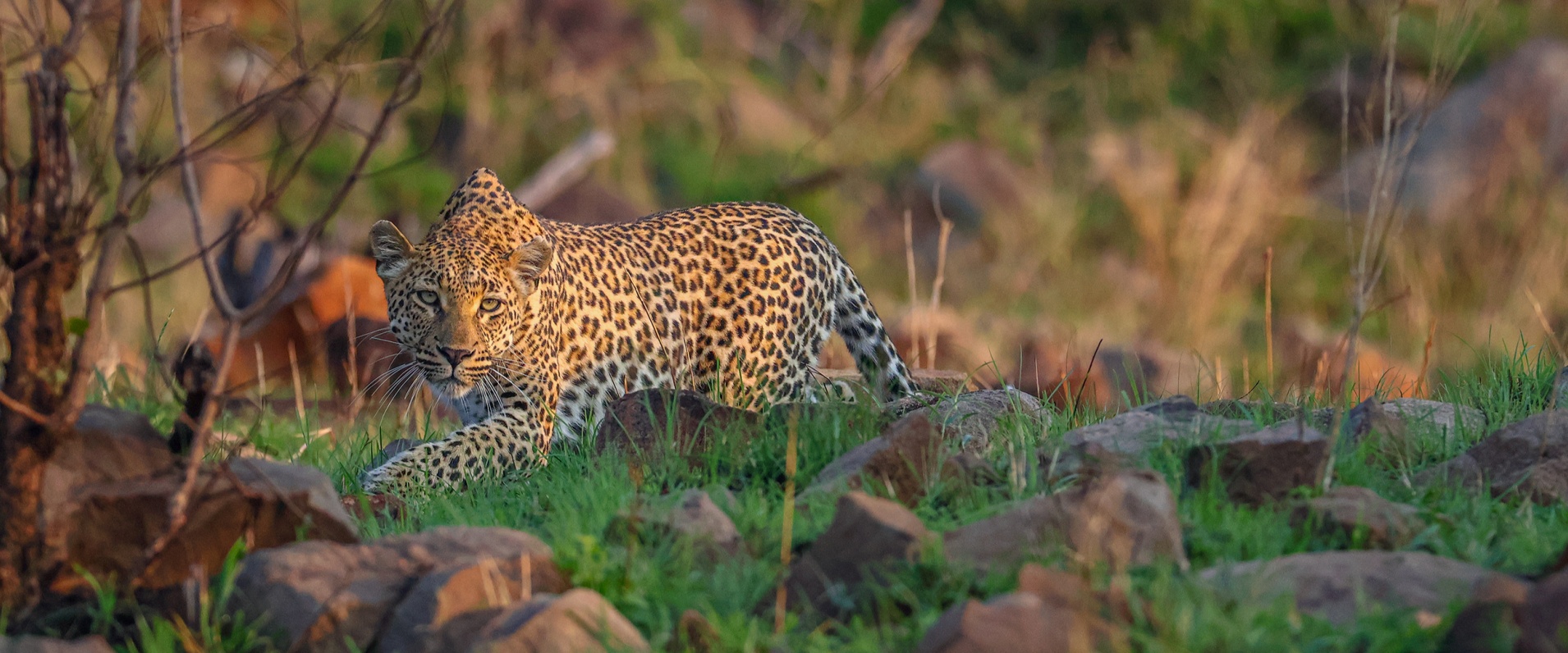 Sabi Sabi Ruan Mey Banner
