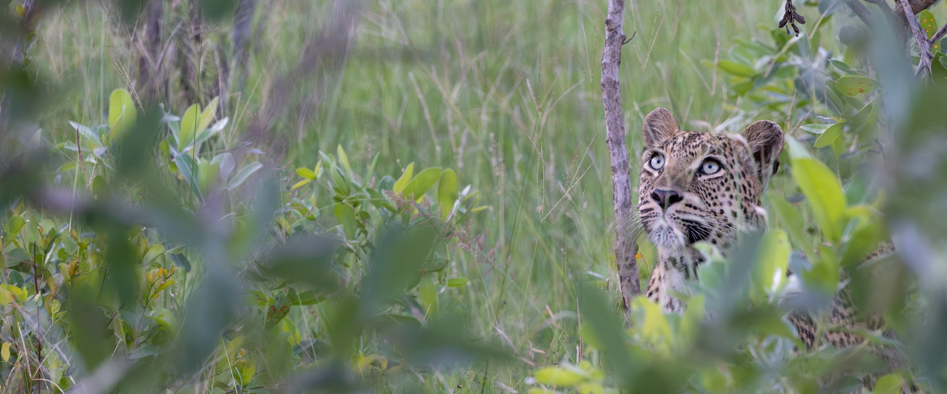 Sabi Sabi Jp Van Rooyen Golonyi