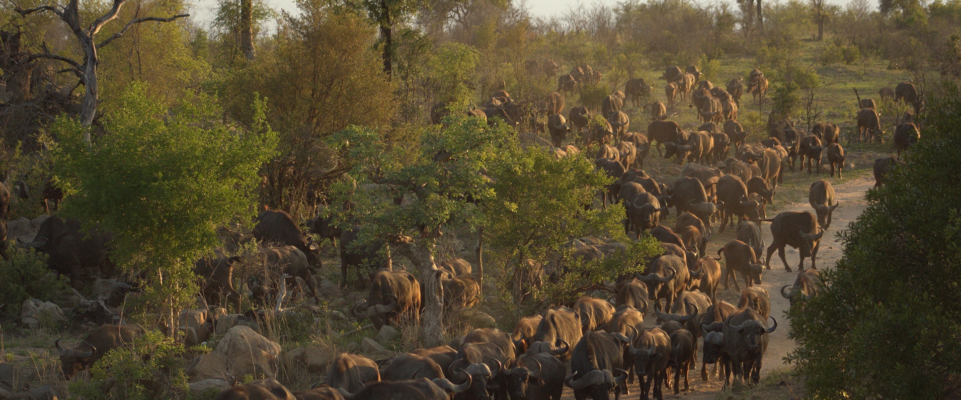 Sabi Sabi Package Pay 3 Stay 4 Buffalo Herd Sabi Sabi Package Pay 3 Stay 4 Buffalo Herd