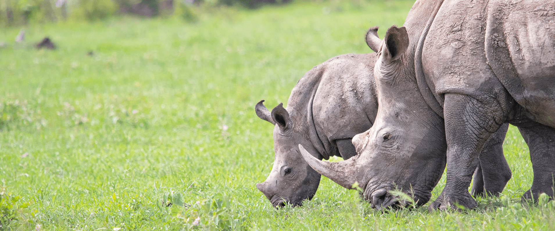 Jason Street   Rhino   050323   1