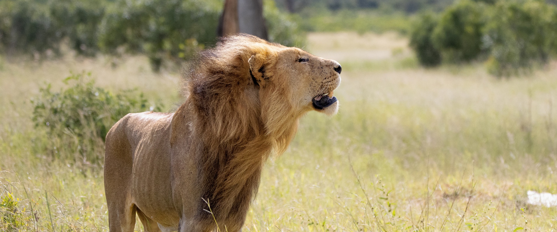 Sabi Sabi Ronald Mutero Kambula Males Banner
