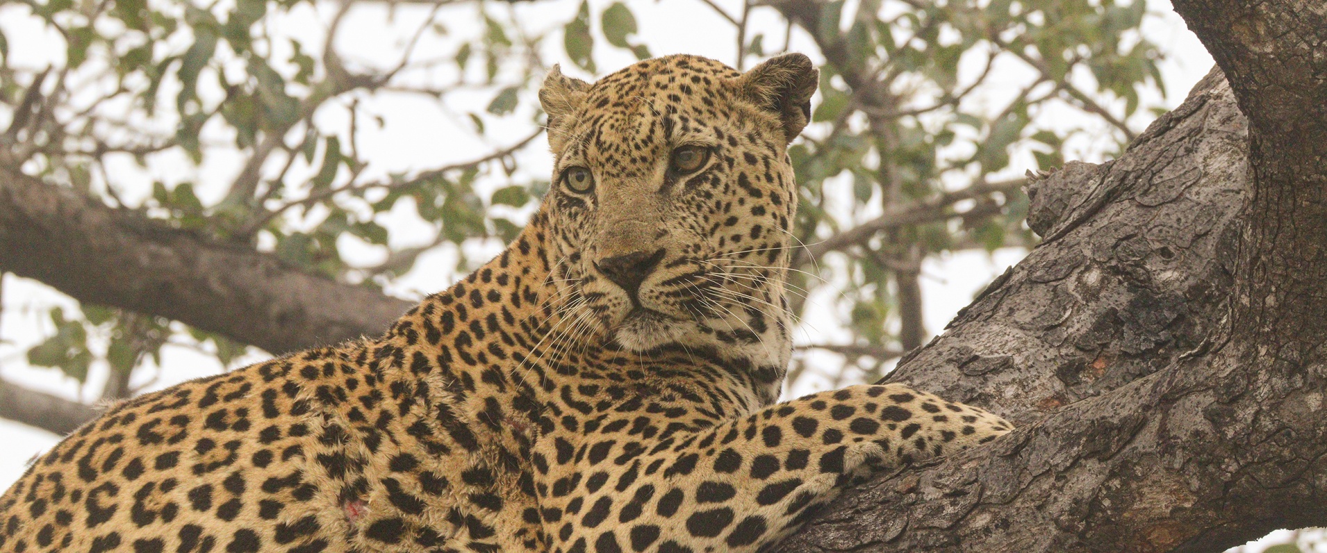 Sabi Sabi Jana Du Plessis Banner