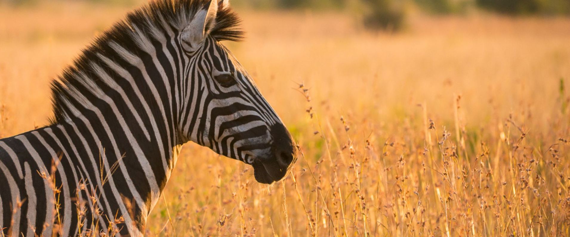 Sabi Sabi Newsletter April Zebra