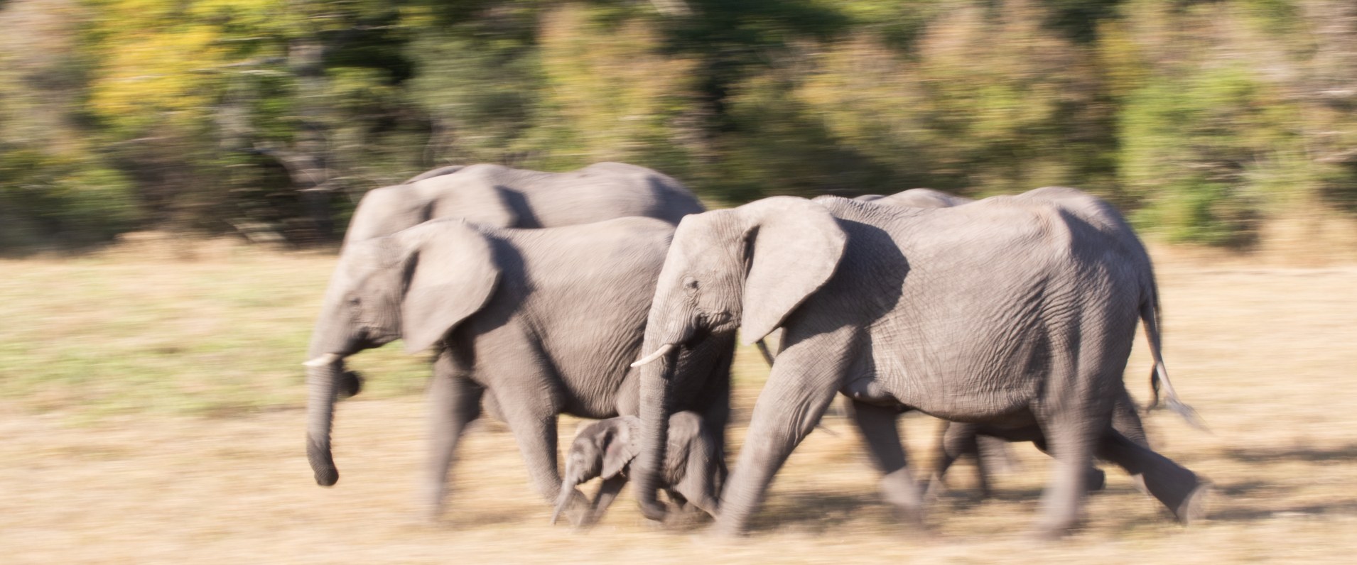 Jason Street   Elephant   200822