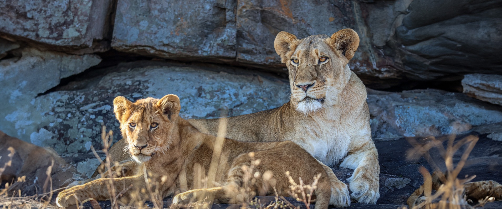 Sabi Sabi Blog Ruan Mey Sp Banner