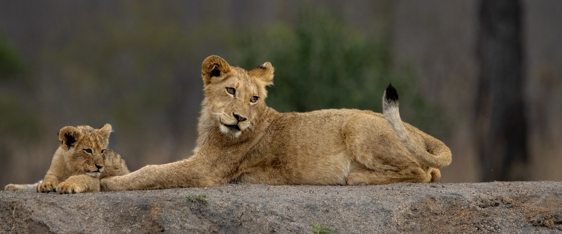 Two lion cubs resting close together