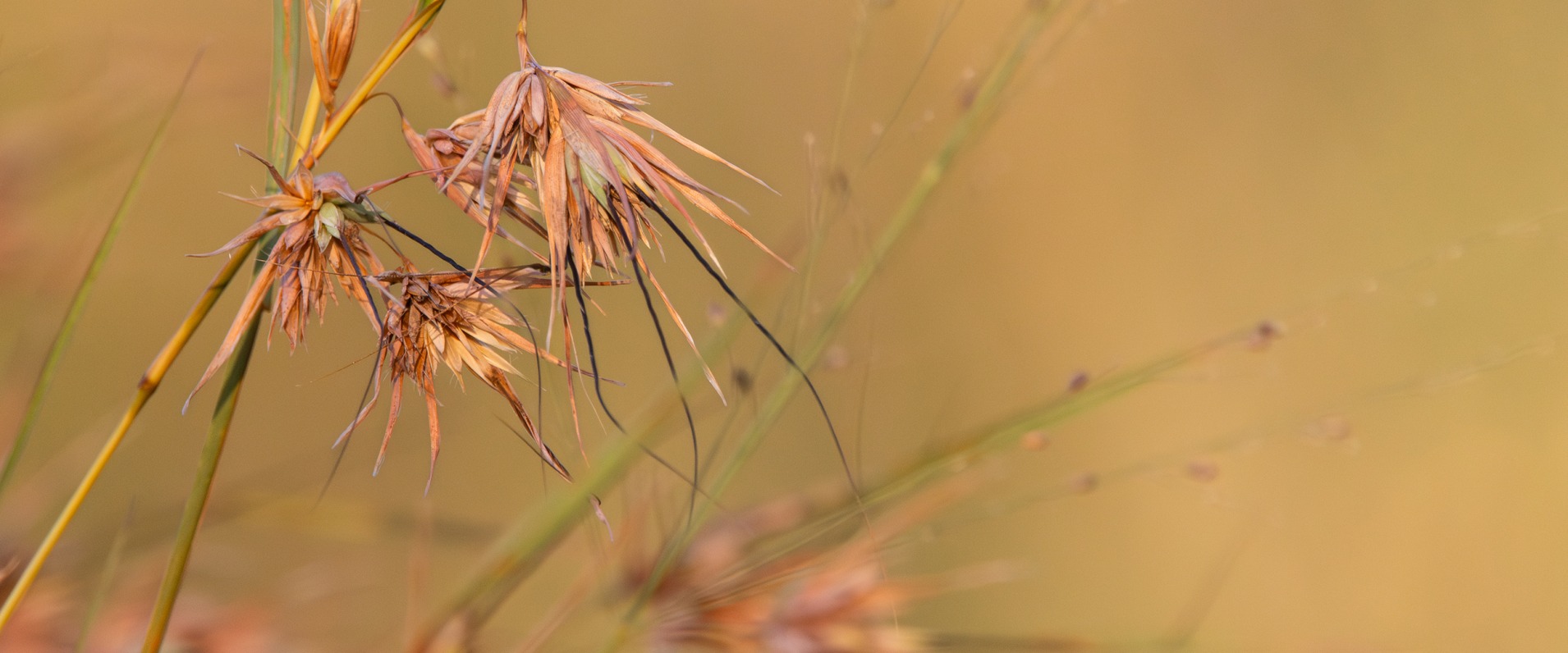 Grasses Jp Van Rooyen Banner