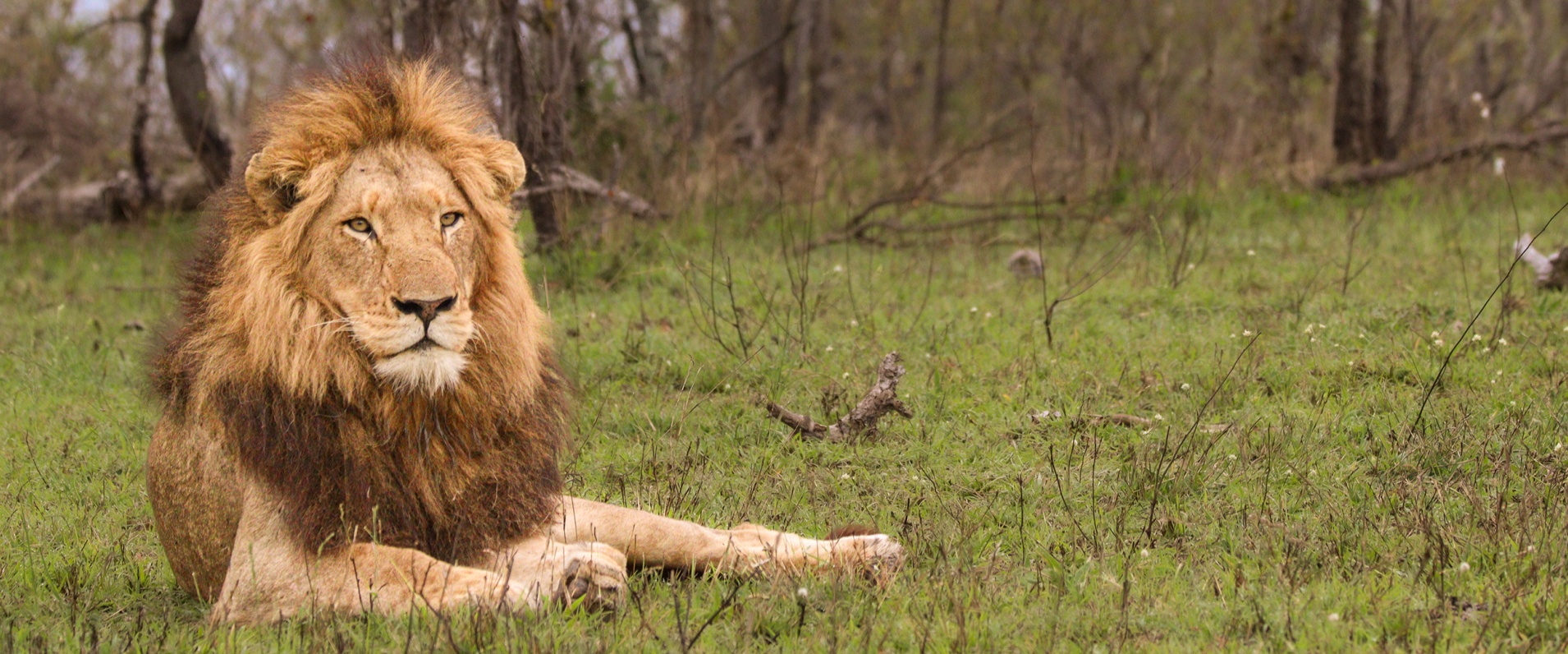 Sabi Sabi Jana Du Plessis Banner