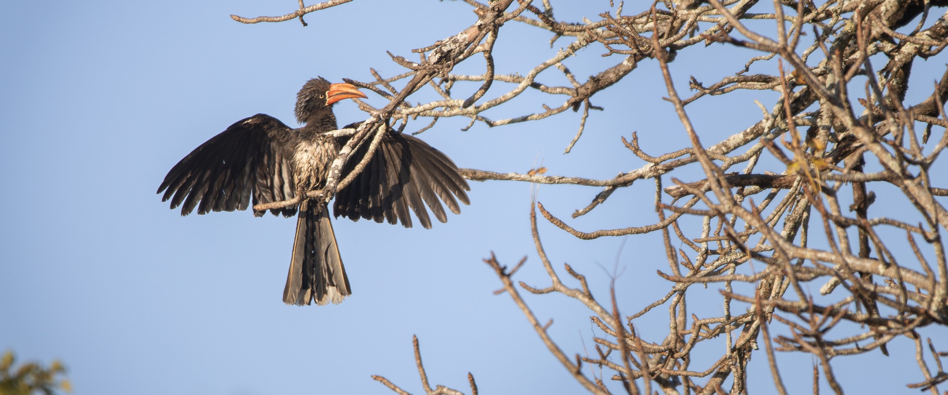 Form Follows Function, a Blog on Birds by JP van Rooyen