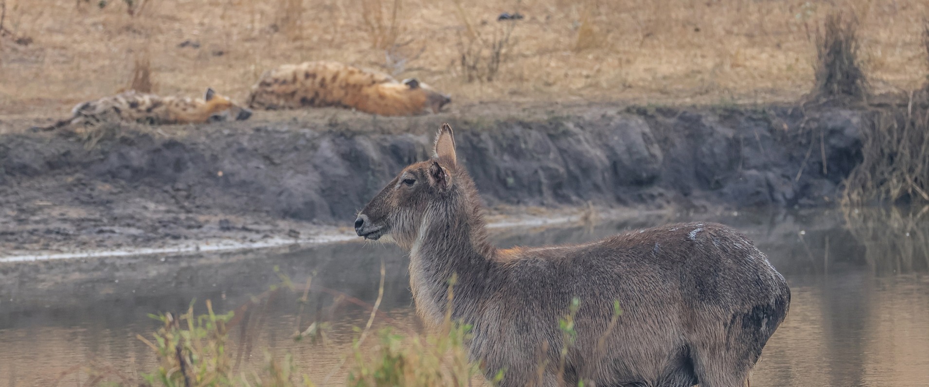 Sabi Sabi Ruan Mey Banner Sabi Sabi Ruan Mey Banner