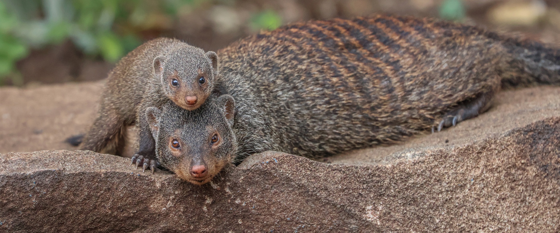 Sabi Sabi Ruan Mey Banner