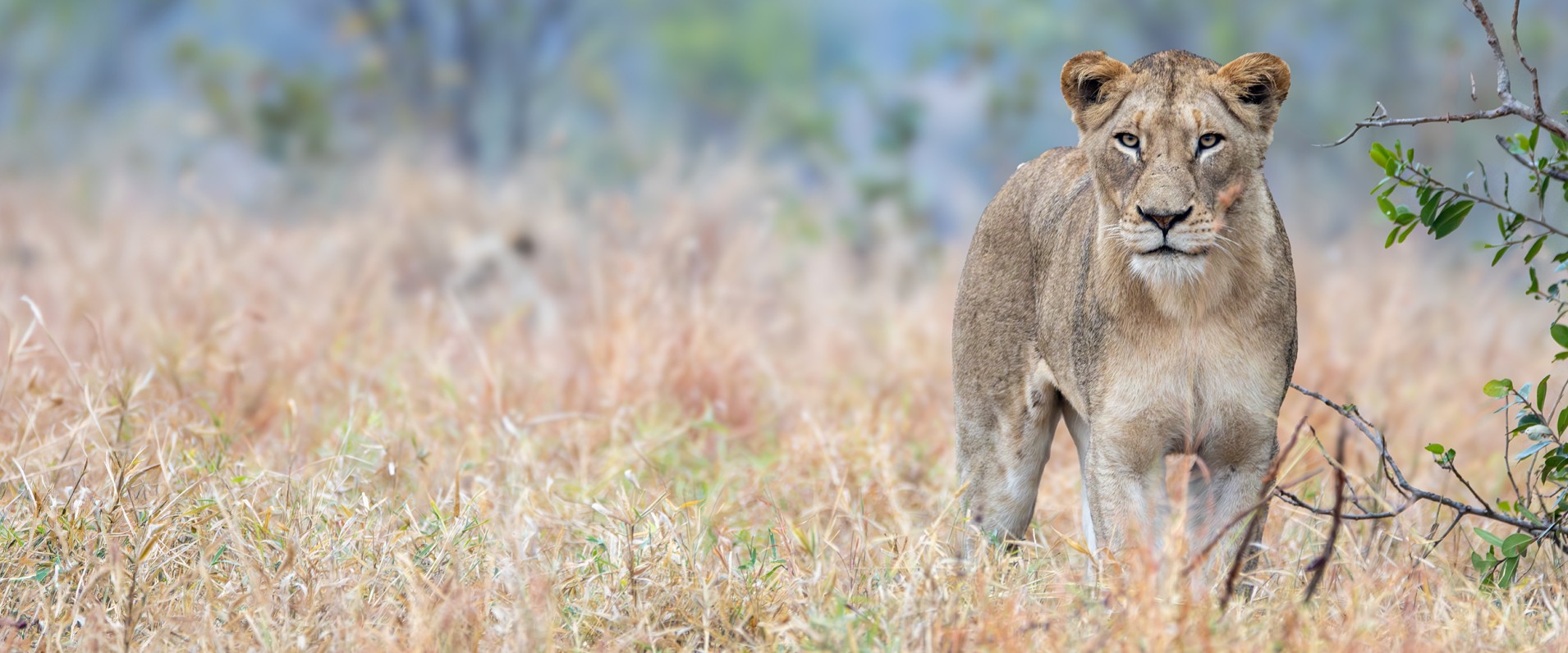 Sabi Sabi Ronald Mutero Banner 01