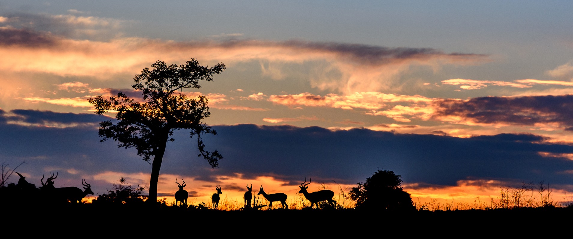 Sabi Sabi Package Family Antelope Sunset Sabi Sabi Package Family Antelope Sunset