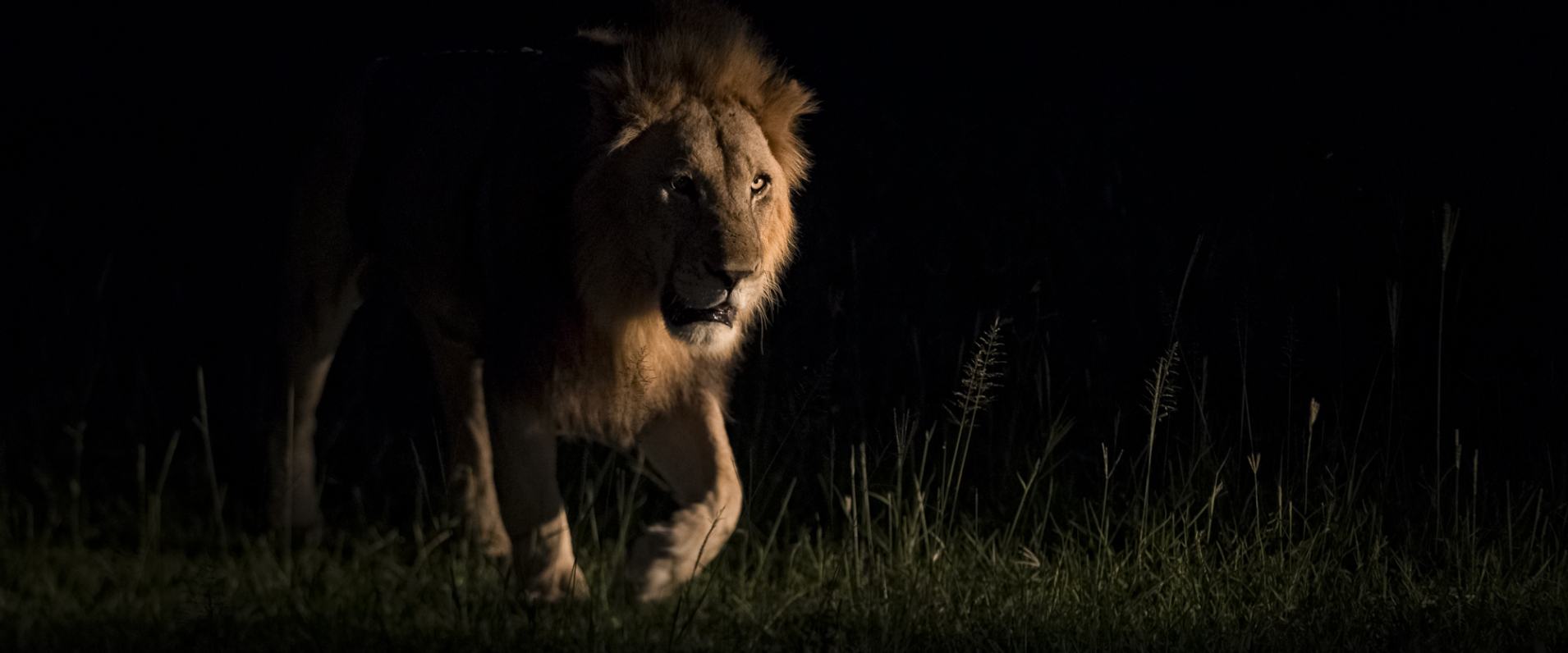 Nocturnal lion's silent roam under starlit skies.