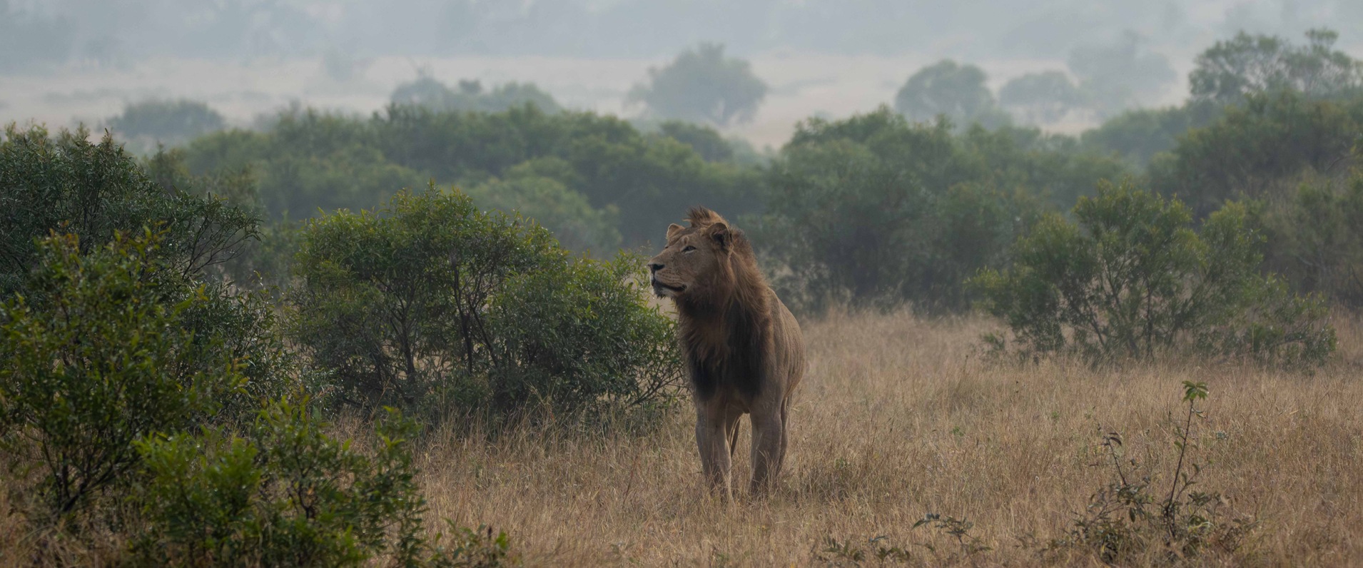 Sabi Sabi Ronald Mutero Banner