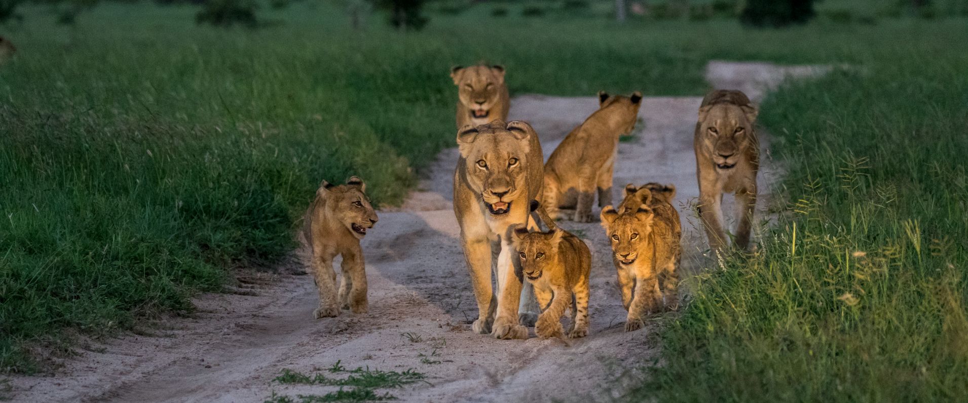 Lion.  169