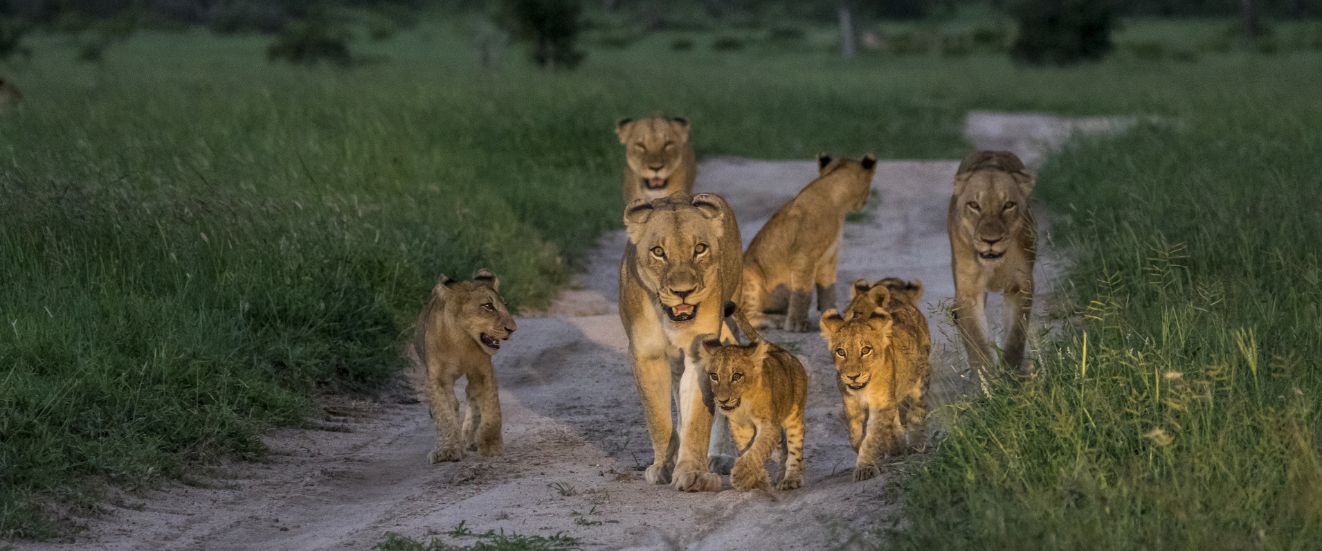 A regal pride of lions, accompanied by their playful cubs, traversing a gravel road.