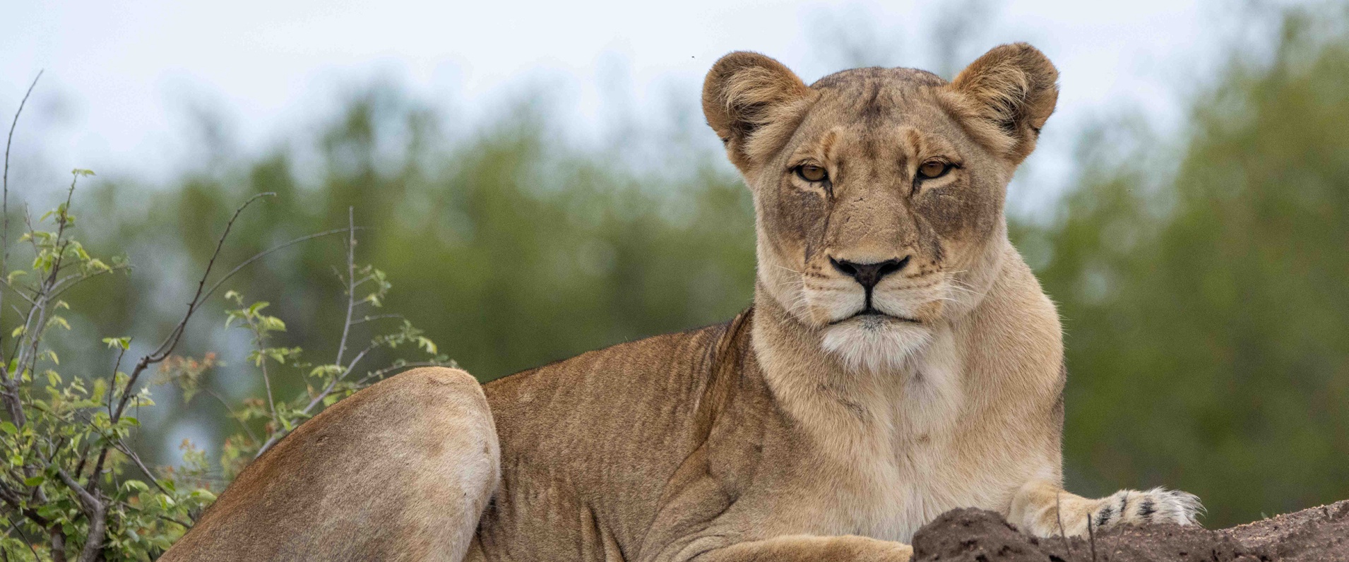 Sabi Sabi Ronald Mutero Banner