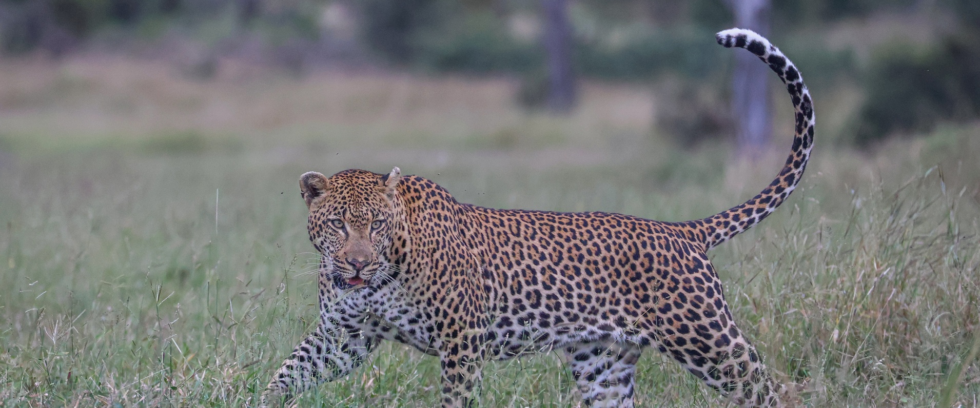 Sabi Sabi Ruan Mey Banner