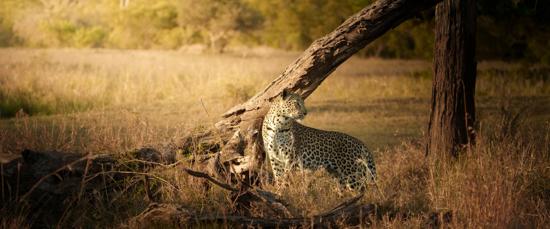 Sabi Sabi Jarrod Oflaherty Banner