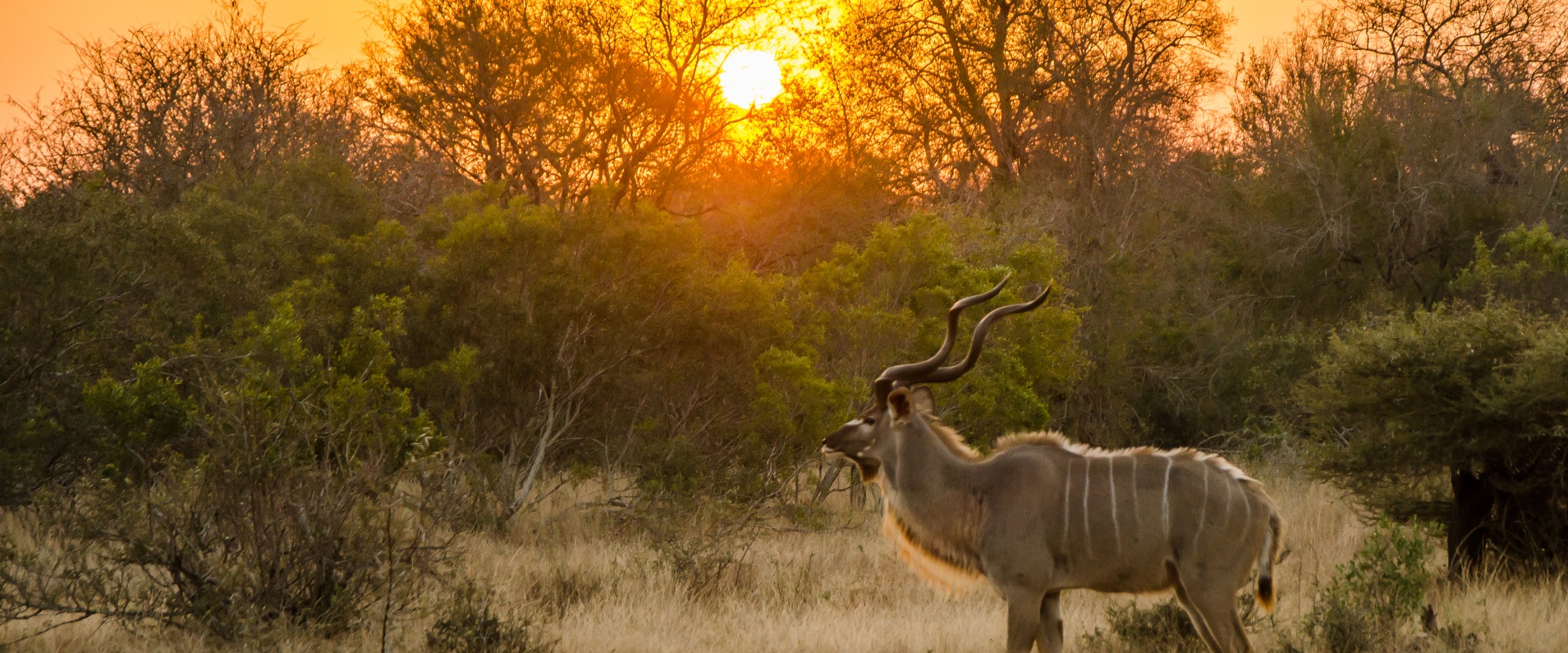 Witness a majestic kudu bull on a Sabi Sabi Private Game Reserve drive.