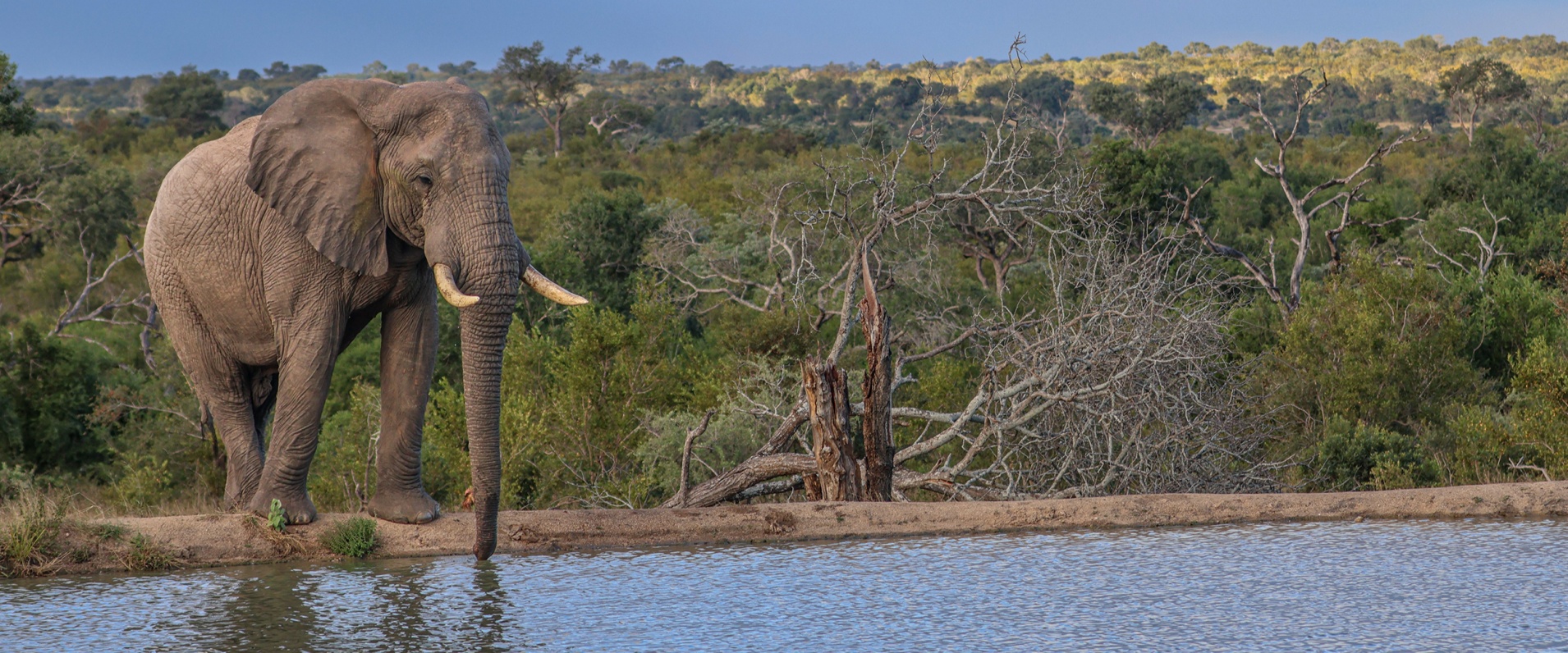 Relaxed elephant with gently flapping ears and loose trunk in natural habitat