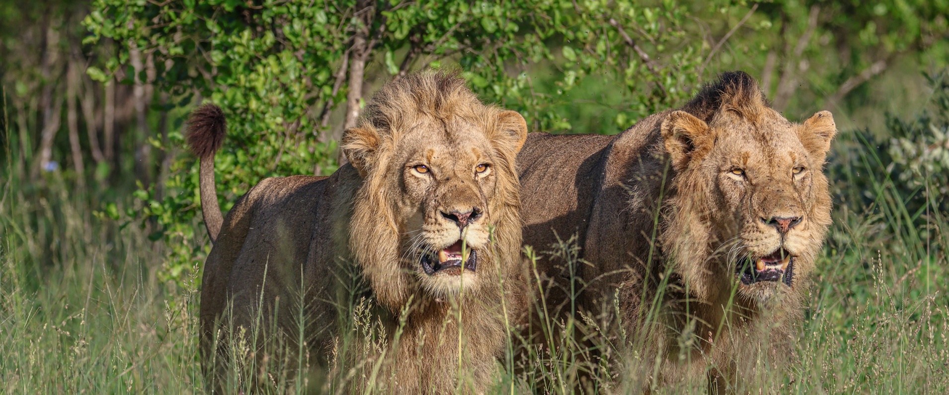 A Week in the Bush Vol. 577