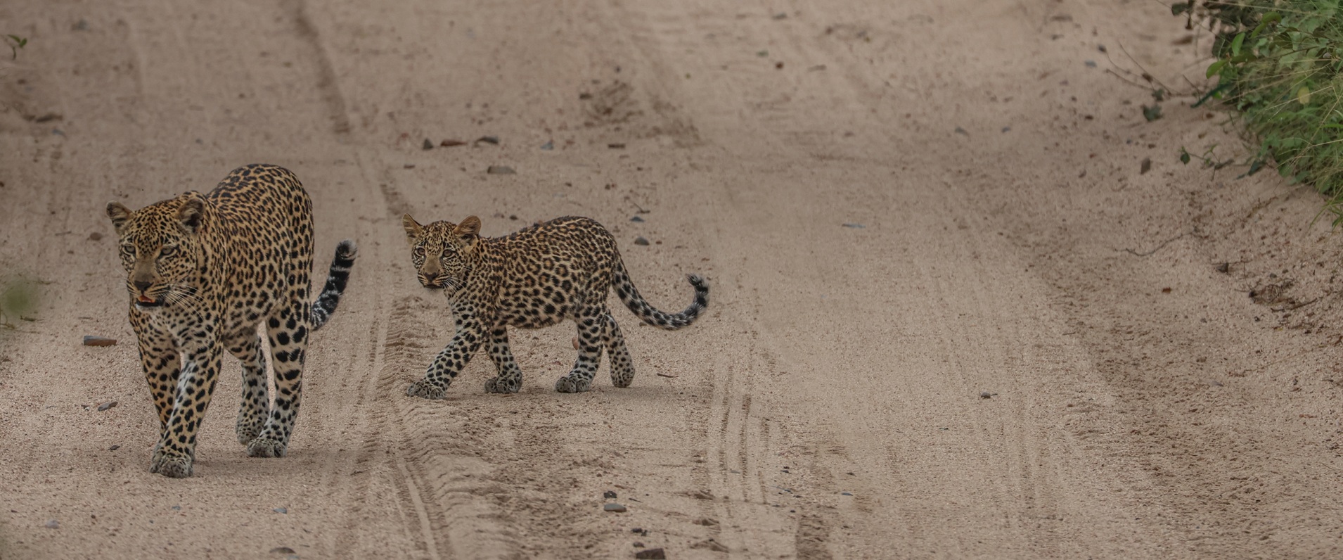 Sabi Sabi Ruan Mey Banner Vol 582